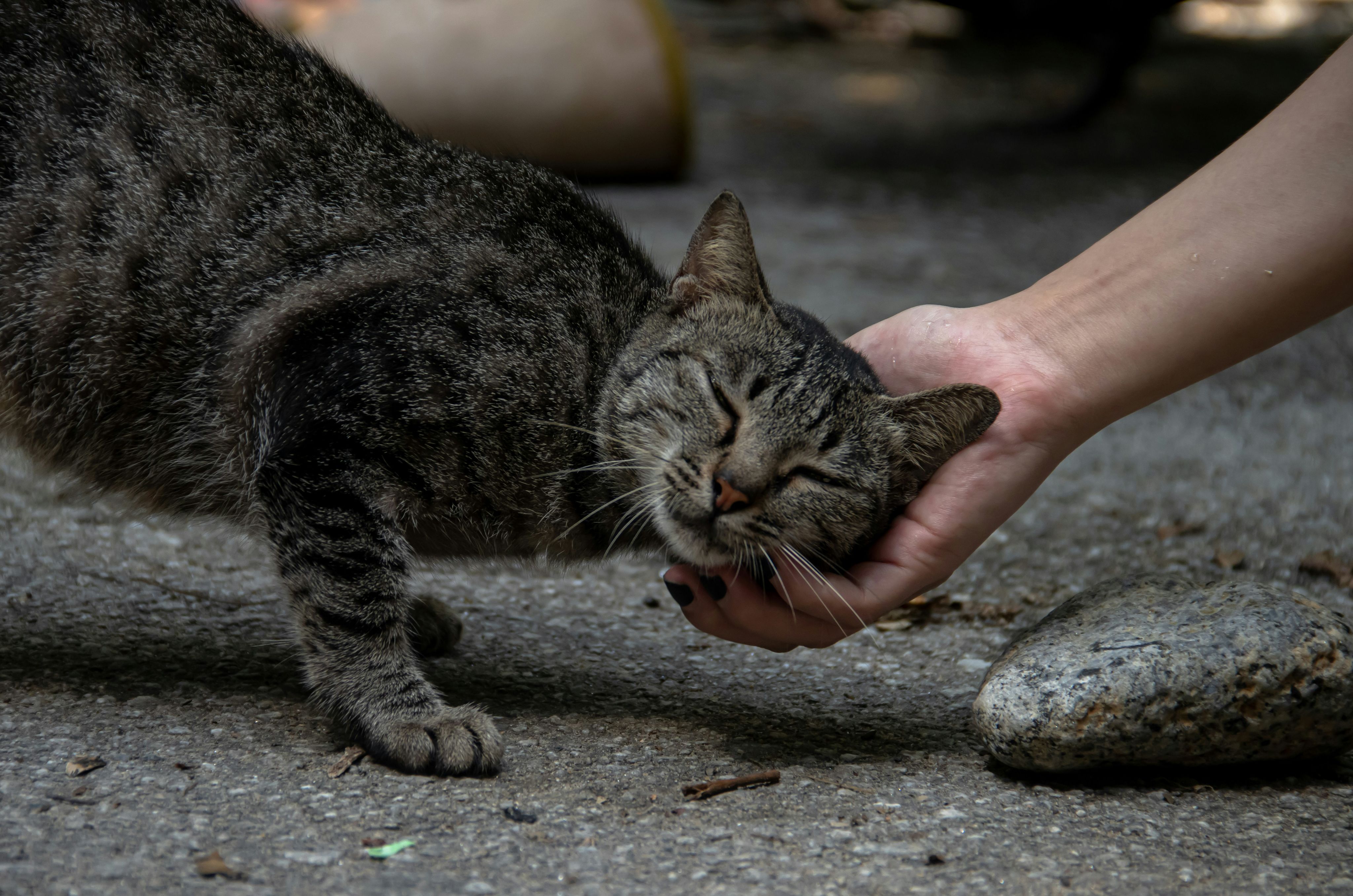 a cat being pet by a hand
